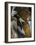 Falle Leaves III-Nicole Katano-Framed Photo