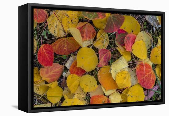 Fallen Aspen Leaves Carpet the Forest Floor in the Uncompahgre National Forest, Colorado, Usa-Chuck Haney-Framed Stretched Canvas