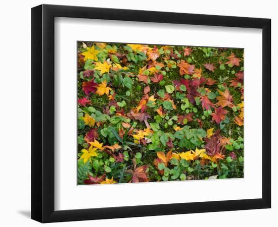 Fallen Autumnal Leaves on Ground, Kodaiji Temple, Kyoti Prefecture, Japan-null-Framed Photographic Print