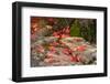 Fallen Autumnal Leaves on Rock, Kodaiji Temple, Kyoti Prefecture, Japan-null-Framed Photographic Print