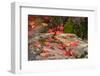 Fallen Autumnal Leaves on Rock, Kodaiji Temple, Kyoti Prefecture, Japan-null-Framed Photographic Print