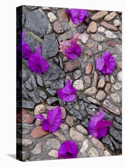 Fallen Bougainvillea Petals on Cobblestones, San Miguel De Allende, Mexico-Nancy Rotenberg-Stretched Canvas