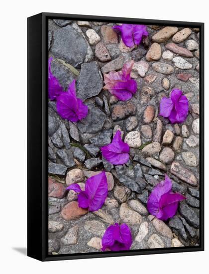 Fallen Bougainvillea Petals on Cobblestones, San Miguel De Allende, Mexico-Nancy Rotenberg-Framed Stretched Canvas