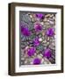 Fallen Bougainvillea Petals on Cobblestones, San Miguel De Allende, Mexico-Nancy Rotenberg-Framed Photographic Print