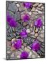 Fallen Bougainvillea Petals on Cobblestones, San Miguel De Allende, Mexico-Nancy Rotenberg-Mounted Photographic Print