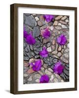 Fallen Bougainvillea Petals on Cobblestones, San Miguel De Allende, Mexico-Nancy Rotenberg-Framed Photographic Print