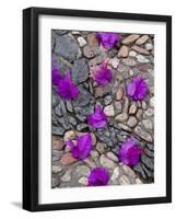 Fallen Bougainvillea Petals on Cobblestones, San Miguel De Allende, Mexico-Nancy Rotenberg-Framed Photographic Print