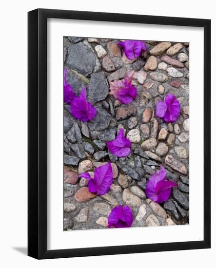 Fallen Bougainvillea Petals on Cobblestones, San Miguel De Allende, Mexico-Nancy Rotenberg-Framed Photographic Print