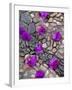 Fallen Bougainvillea Petals on Cobblestones, San Miguel De Allende, Mexico-Nancy Rotenberg-Framed Photographic Print