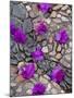 Fallen Bougainvillea Petals on Cobblestones, San Miguel De Allende, Mexico-Nancy Rotenberg-Mounted Photographic Print