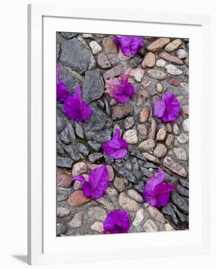 Fallen Bougainvillea Petals on Cobblestones, San Miguel De Allende, Mexico-Nancy Rotenberg-Framed Photographic Print