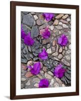 Fallen Bougainvillea Petals on Cobblestones, San Miguel De Allende, Mexico-Nancy Rotenberg-Framed Photographic Print