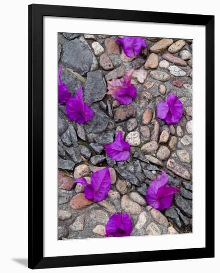 Fallen Bougainvillea Petals on Cobblestones, San Miguel De Allende, Mexico-Nancy Rotenberg-Framed Photographic Print