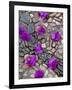 Fallen Bougainvillea Petals on Cobblestones, San Miguel De Allende, Mexico-Nancy Rotenberg-Framed Photographic Print