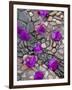 Fallen Bougainvillea Petals on Cobblestones, San Miguel De Allende, Mexico-Nancy Rotenberg-Framed Photographic Print