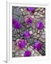 Fallen Bougainvillea Petals on Cobblestones, San Miguel De Allende, Mexico-Nancy Rotenberg-Framed Photographic Print