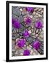 Fallen Bougainvillea Petals on Cobblestones, San Miguel De Allende, Mexico-Nancy Rotenberg-Framed Photographic Print