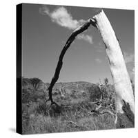 Fallen Branch of a Dead Tree-null-Stretched Canvas