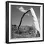 Fallen Branch of a Dead Tree-null-Framed Photographic Print
