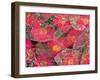 Fallen Camiella Blooms and Skeleton of Magnolia Leaves, Seattle, WA, USA-Darrell Gulin-Framed Photographic Print