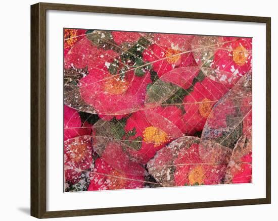 Fallen Camiella Blooms and Skeleton of Magnolia Leaves, Seattle, WA, USA-Darrell Gulin-Framed Photographic Print