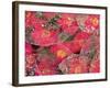 Fallen Camiella Blooms and Skeleton of Magnolia Leaves, Seattle, WA, USA-Darrell Gulin-Framed Photographic Print