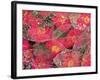 Fallen Camiella Blooms and Skeleton of Magnolia Leaves, Seattle, WA, USA-Darrell Gulin-Framed Photographic Print