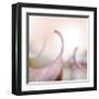 Fallen Dogwood Leaves 2-Don Paulson-Framed Giclee Print