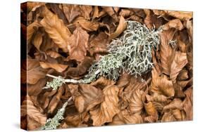 Fallen European Beech Leaves (Fagus Sylvatica) and Twig with Lichen, Pollino Np, Basilicata, Italy-Müller-Stretched Canvas