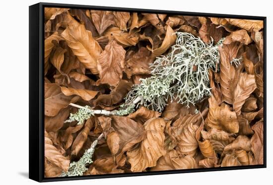 Fallen European Beech Leaves (Fagus Sylvatica) and Twig with Lichen, Pollino Np, Basilicata, Italy-Müller-Framed Stretched Canvas