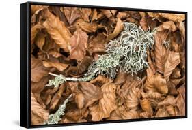 Fallen European Beech Leaves (Fagus Sylvatica) and Twig with Lichen, Pollino Np, Basilicata, Italy-Müller-Framed Stretched Canvas