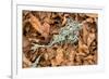 Fallen European Beech Leaves (Fagus Sylvatica) and Twig with Lichen, Pollino Np, Basilicata, Italy-Müller-Framed Photographic Print