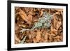 Fallen European Beech Leaves (Fagus Sylvatica) and Twig with Lichen, Pollino Np, Basilicata, Italy-Müller-Framed Photographic Print