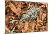 Fallen European Beech Leaves (Fagus Sylvatica) and Twig with Lichen, Pollino Np, Basilicata, Italy-Müller-Mounted Photographic Print