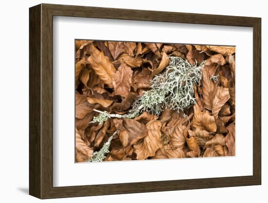 Fallen European Beech Leaves (Fagus Sylvatica) and Twig with Lichen, Pollino Np, Basilicata, Italy-Müller-Framed Photographic Print