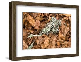 Fallen European Beech Leaves (Fagus Sylvatica) and Twig with Lichen, Pollino Np, Basilicata, Italy-Müller-Framed Photographic Print