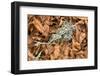 Fallen European Beech Leaves (Fagus Sylvatica) and Twig with Lichen, Pollino Np, Basilicata, Italy-Müller-Framed Photographic Print