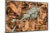 Fallen European Beech Leaves (Fagus Sylvatica) and Twig with Lichen, Pollino Np, Basilicata, Italy-Müller-Mounted Photographic Print