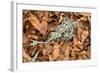 Fallen European Beech Leaves (Fagus Sylvatica) and Twig with Lichen, Pollino Np, Basilicata, Italy-Müller-Framed Photographic Print