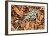 Fallen European Beech Leaves (Fagus Sylvatica) and Twig with Lichen, Pollino Np, Basilicata, Italy-Müller-Framed Photographic Print