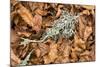 Fallen European Beech Leaves (Fagus Sylvatica) and Twig with Lichen, Pollino Np, Basilicata, Italy-Müller-Mounted Photographic Print