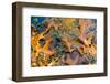 Fallen Fall foliage in pond among aquatic plants-Anna Miller-Framed Photographic Print