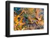 Fallen Fall foliage in pond among aquatic plants-Anna Miller-Framed Photographic Print