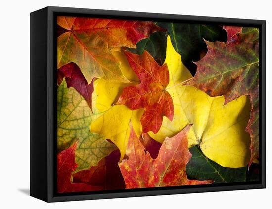 Fallen Glory-Doug Chinnery-Framed Stretched Canvas