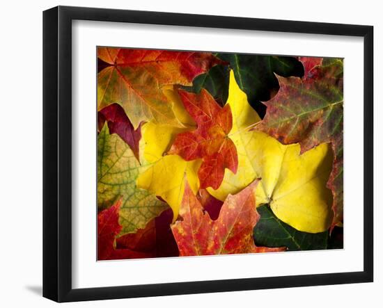 Fallen Glory-Doug Chinnery-Framed Photographic Print