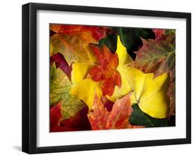 Fallen Glory-Doug Chinnery-Framed Photographic Print