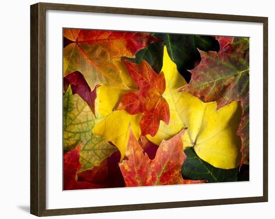 Fallen Glory-Doug Chinnery-Framed Photographic Print