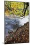 Fallen Leaves and Tree Overhanging the River Nidd in Nidd Gorge in Autumn-Mark Sunderland-Mounted Photographic Print