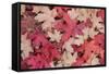 Fallen Leaves I-Kathy Mahan-Framed Stretched Canvas