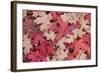 Fallen Leaves I-Kathy Mahan-Framed Photographic Print